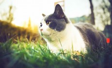 开云体育在线-跨界主宰，尼克斯击溃凯尔特人的战术启示，与恩比德欧冠决赛接管比赛的统治力哲学