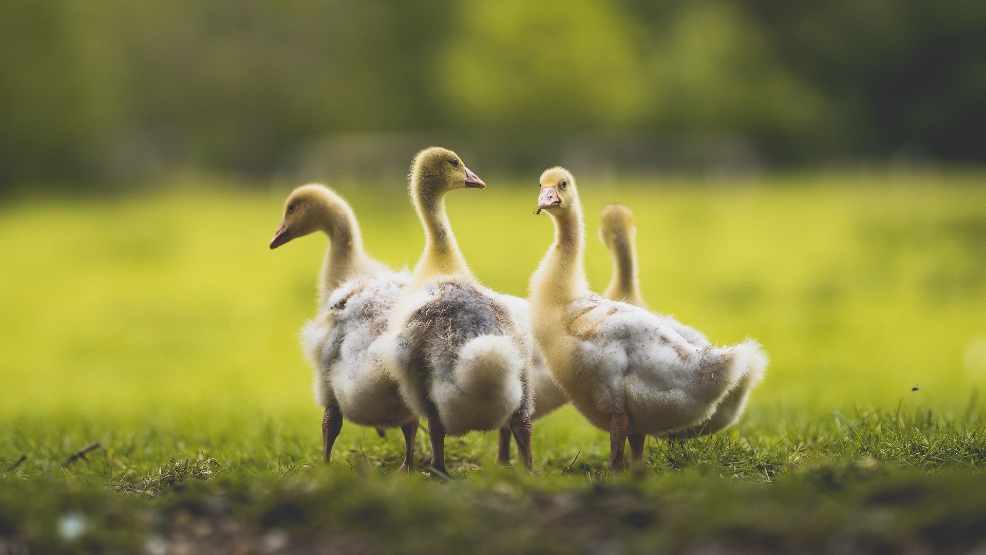 意甲焦点战之夜，奥亚尔萨瓦尔让比赛提前失去悬念