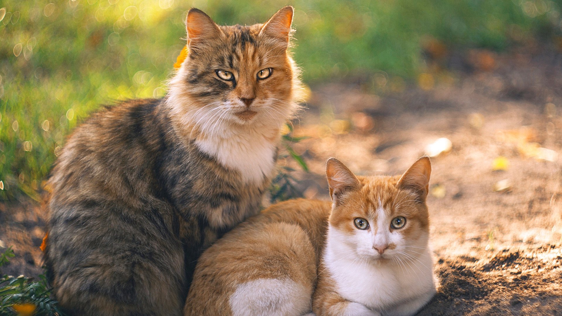 世界排名争夺战焦点战，浙江队战术压制国王，展现亚洲篮球新势力