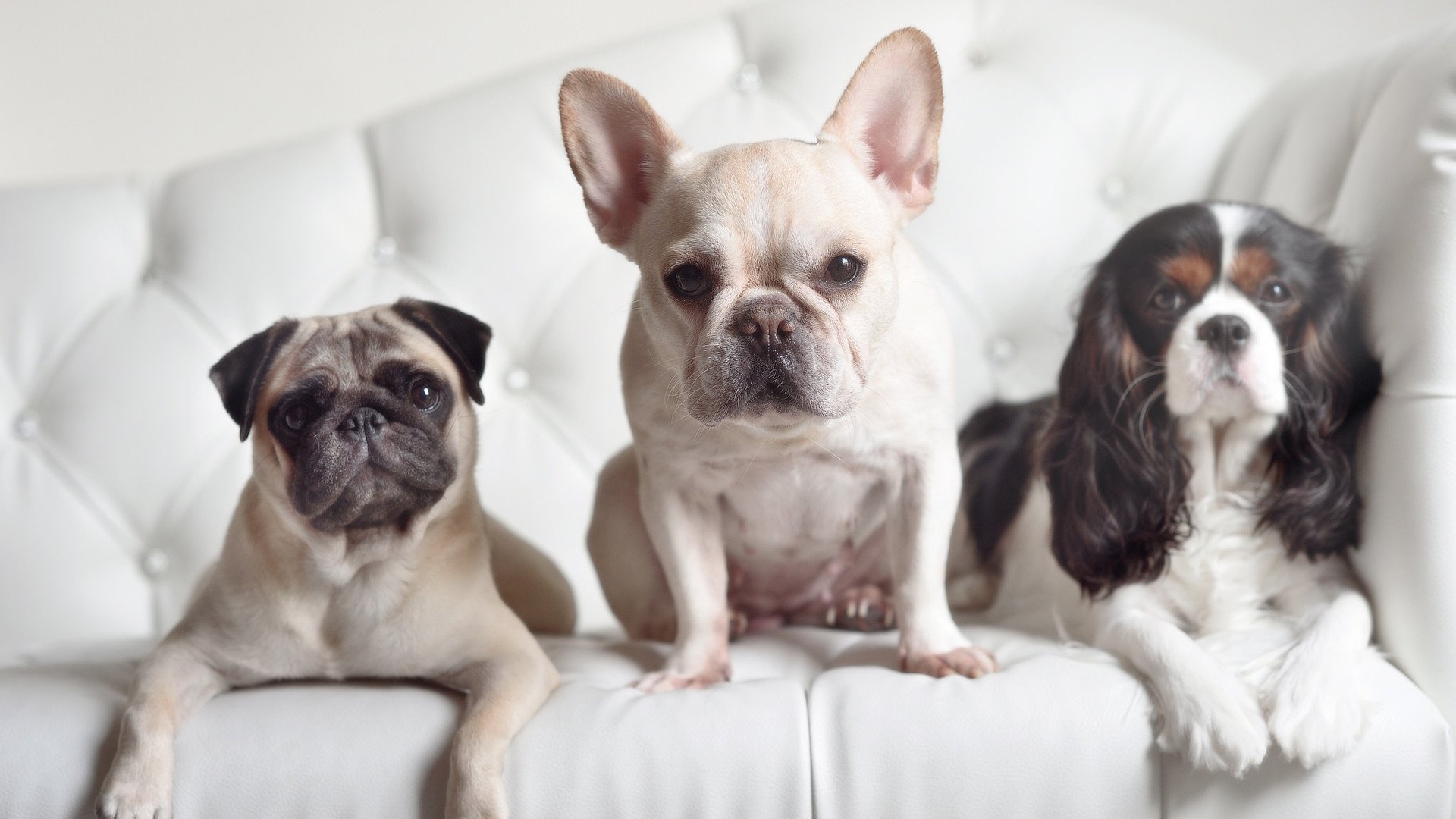 范弗利特展现巨星价值，掘金强势拿下公牛